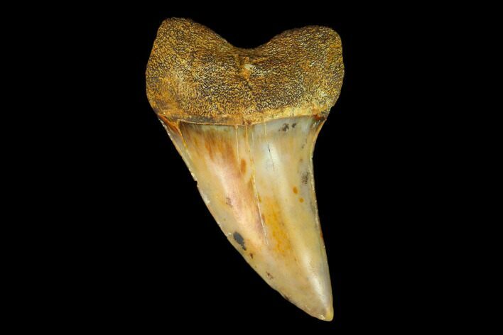 Colorful Mako/White Shark Tooth Fossil - Sharktooth Hill, CA #122682